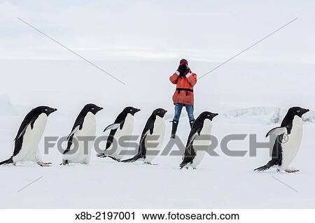Adult Adélie penguins, Pygoscelis adeliae, walking on first year sea ice in Active Sound, Weddell Sea, Antarctica. View Large Photo Image Stock Image - Adult Adélie penguins, Pygoscelis adeliae, walking on first year sea ice in Active Sound, Weddell Sea, Antarctica.. Fotosearch