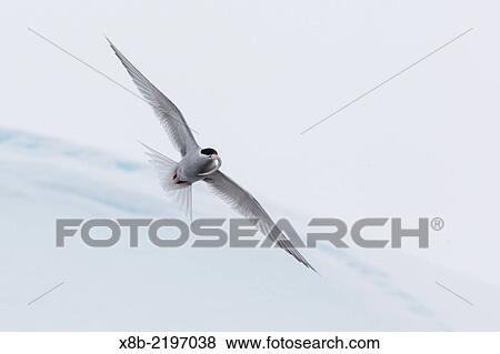 Adult Antarctic tern, Sterna vittata, in flight with fish in its bill in the Enterprise Islands, Antarctica, Southern Ocean. View Large Photo Image Stock Photo - Adult Antarctic tern, Sterna vittata, in flight with fish in its bill in the Enterprise Islands, Antarctica, Southern Ocean.. Fotosearch