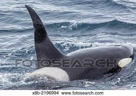 Picture - Adult bull Type A killer whale, Orcinus orca, in the Gerlache Strait, Position: 64Â° 52â€™ 36â€ Â S 63Â° 16â€™ 32â€ Â W, Antarctica.. Fotosearch