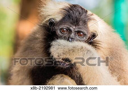 Adult female pileated gibbon (Hylobates pileatus) adopted by monks at Wat Hanchey, Kampong Cham Province, Cambodia (Khmer). View Large Photo Image Stock Image - Adult female pileated gibbon (Hylobates pileatus) adopted by monks at Wat Hanchey, Kampong Cham Province, Cambodia (Khmer).. Fotosearch