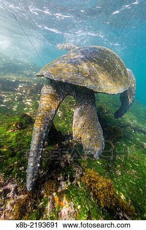 Adult male green sea turtle, Chelonia mydas, feeding underwater near Isabela Island, Galapagos Islands, Ecuador. View Large Photo Image Stock Image - Adult male green sea turtle, Chelonia mydas, feeding underwater near Isabela Island, Galapagos Islands, Ecuador.. Fotosearch