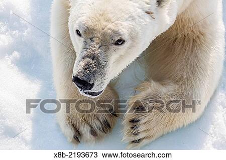 Stock Image - Adult polar bear, Ursus maritimus, close up head detail, Cumberland Peninsula, Baffin Island, Nunavut, Canada.. Fotosearch