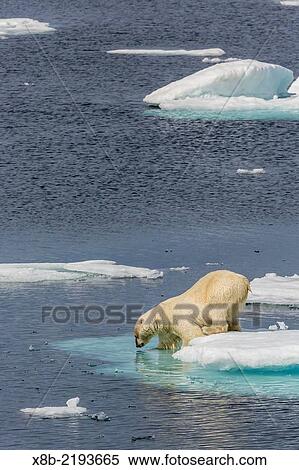 Stock Photography - Adult polar bear, Ursus maritimus, entering sea from ice floe, Cumberland Peninsula, Baffin Island, Nunavut, Canada.. Fotosearch