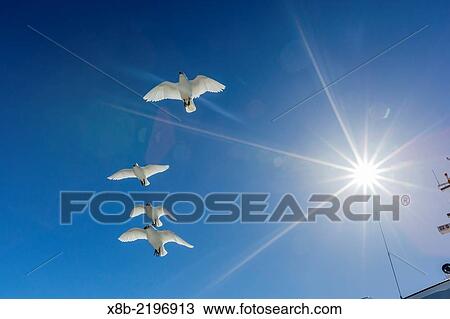 Stock Image - Adult snowy sheathbills, Chionis alba, in flight near the National Geographic Explorer near Elephant Island, South Shetland Islands, Antarctica.. Fotosearch