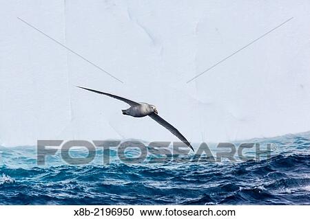 Adult white morph of the Southern giant petrel, Macronectes giganteus, in flight near Coronation Island, South Orkney Islands, Antarctica. View Large Photo Image Stock Image - Adult white morph of the Southern giant petrel, Macronectes giganteus, in flight near Coronation Island, South Orkney Islands, Antarctica.. Fotosearch