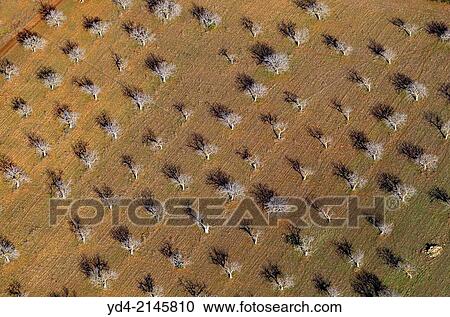 Aerial view of almond tree land, Mallorca, Balearic Island, Spain. View Large Photo Image Stock Image - Aerial view of almond tree land, Mallorca, Balearic Island, Spain.. Fotosearch