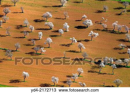 Aerial view of almond trees in flowers in the farm land, Mallorca lands, Balearic Island, Spain. View Large Photo Image Stock Image - Aerial view of almond trees in flowers in the farm land, Mallorca lands, Balearic Island, Spain.. Fotosearch