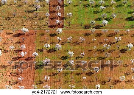Aerial view of almond trees in flowers (Prunus dulcis), in the farm land, Mallorca lands, Balearic Island, Spain. View Large Photo Image Stock Image - Aerial view of almond trees in flowers (Prunus dulcis), in the farm land, Mallorca lands, Balearic Island, Spain.. Fotosearch