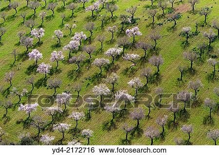 Stock Photograph - Aerial view of almond trees in flowers in the farm land, Mallorca lands, Balearic Island, Spain.. Fotosearch