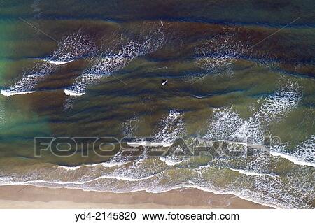 Aerial view of surfer in Alcudia Beach, Alcudia Bay, Mallorca, Balearic Island, Spain. View Large Photo Image Stock Image - Aerial view of surfer in Alcudia Beach, Alcudia Bay, Mallorca, Balearic Island, Spain.. Fotosearch
