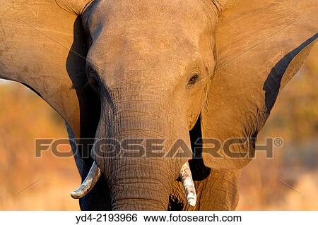 Stock Photograph - African Elephant (Loxodonta africana), Kruger National Park, South Africa.. Fotosearch