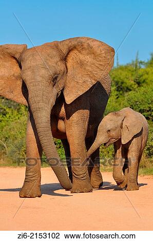 African elephants (Loxodonta africana), mother and baby elephant, walking on the gravel road, Addo Elephant National Park, Eastern Cape, South Africa, Africa. View Large Photo Image Stock Image - African elephants (Loxodonta africana), mother and baby elephant, walking on the gravel road, Addo Elephant National Park, Eastern Cape, South Africa, Africa.. Fotosearch