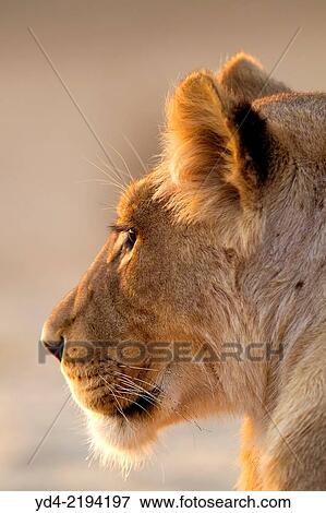 African lion (Panthera leo) - Female, Kgalagadi Transfrontier Park, Kalahari desert, South Africa. View Large Photo Image Stock Photo - African lion (Panthera leo) - Female, Kgalagadi Transfrontier Park, Kalahari desert, South Africa.. Fotosearch