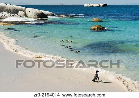 African Penguins (Jackass Penguins) near shoreline, Boulder Beach National Park, Simonstown, South Africa. View Large Photo Image Picture - African Penguins (Jackass Penguins) near shoreline, Boulder Beach National Park, Simonstown, South Africa.. Fotosearch
