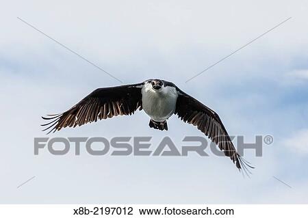 Stock Image - Antarctic shag, Phalacrocorax [atriceps] bransfieldensis, in flight formation near Petermann Island, Antarctica.. Fotosearch