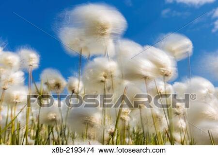 Picture - Arctic cotton grass, Eriophorum scheuchzeri, flowering in Sisimiut, Greenland.. Fotosearch