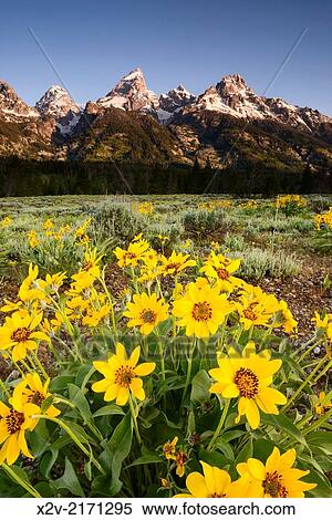 Arrowleaf Balsamroot flowers in front of the Teton Range in Grand Teton National Park. View Large Photo Image Stock Photography - Arrowleaf Balsamroot flowers in front of the Teton Range in Grand Teton National Park.. Fotosearch