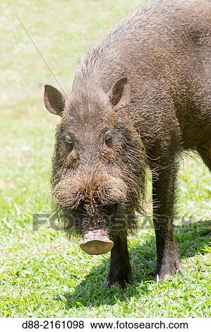 Stock Photo - Asia, Borneo, Malaysia, Sarawak, Bako National Park, Bornean bearded pig (Sus barbatus).. Fotosearch