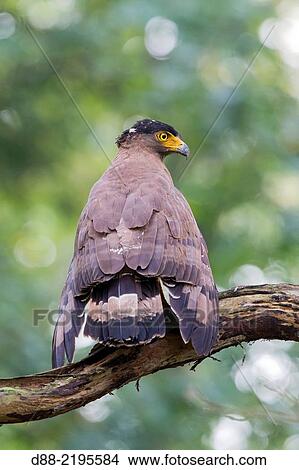 Picture - Asia, India, Karnataka, Nagarhole national park, Tiger reserve of Kabini, Crested Serpent Eagle (Spilornis cheela).. Fotosearch