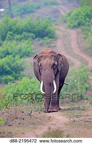 Stock Image - Asia, India, Karnataka, Nagarhole national park, Tiger reserve of Kabini, Asian or Asiatic elephant (Elephas maximus).. Fotosearch