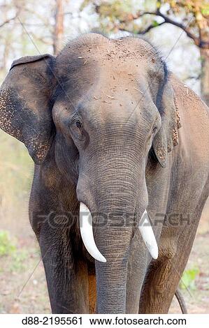 Asia, India, Karnataka, Nagarhole national park, Tiger reserve of Kabini, Asian or Asiatic elephant (Elephas maximus). View Large Photo Image Stock Image - Asia, India, Karnataka, Nagarhole national park, Tiger reserve of Kabini, Asian or Asiatic elephant (Elephas maximus).. Fotosearch