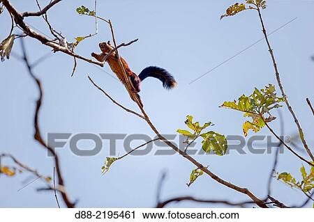 Asia, India, Madhya Pradesh, Satpura tiger reserve, Indian giant squirrel, or Malabar giant squirrel, (Ratufa indica). View Large Photo Image Stock Image - Asia, India, Madhya Pradesh, Satpura tiger reserve, Indian giant squirrel, or Malabar giant squirrel, (Ratufa indica).. Fotosearch