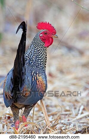 Asia, India, Maharashtra, Tadoba Andhari Tiger Reserve, Tadoba national park, Grey Junglefowl or Sonnerat´s Junglefowl Gallus sonneratii), cock, male. View Large Photo Image Stock Image - Asia, India, Maharashtra, Tadoba Andhari Tiger Reserve, Tadoba national park, Grey Junglefowl or Sonnerat´s Junglefowl Gallus sonneratii), cock, male.. Fotosearch