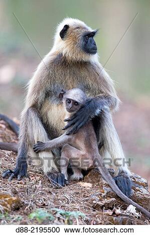 Stock Image - Asia, India, Maharashtra, Tadoba Andhari Tiger Reserve, Tadoba national park, Hanuman Langur (Semnopithecus entellus), mother and baby.. Fotosearch