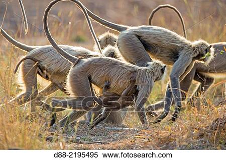 Stock Photography - Asia, India, Maharashtra, Tadoba Andhari Tiger Reserve, Tadoba national park, Hanuman Langur (Semnopithecus entellus), mother and baby.. Fotosearch