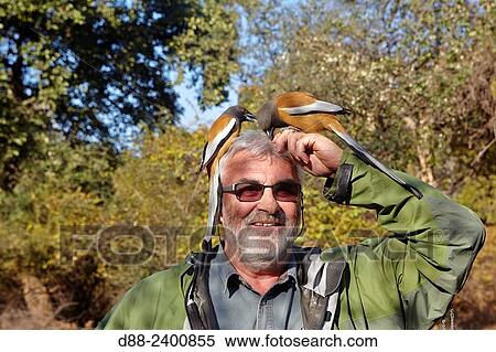 Asia, India, Rajasthan, Ranthambore National Park, Rufous Treepie (Dendrocitta vagabunda), on the head of a tourist. View Large Photo Image Stock Photography - Asia, India, Rajasthan, Ranthambore National Park, Rufous Treepie (Dendrocitta vagabunda), on the head of a tourist.. Fotosearch