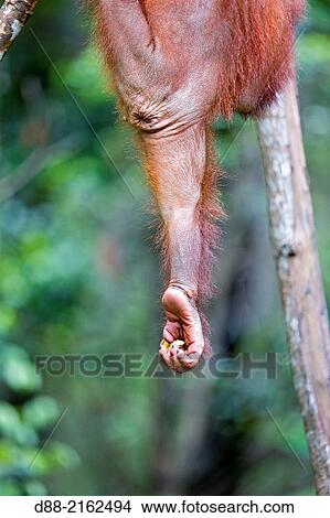 Asia, Malaysia, Borneo, Sabah, Sandakan, Sepilok Orang Utan Rehabilitation Center, Northeast Bornean orangutan (Pongo pygmaeus morio), young. View Large Photo Image Picture - Asia, Malaysia, Borneo, Sabah, Sandakan, Sepilok Orang Utan Rehabilitation Center, Northeast Bornean orangutan (Pongo pygmaeus morio), young.. Fotosearch