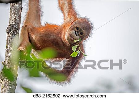 Asia, Malaysia, Borneo, Sabah, Sandakan, Sepilok Orang Utan Rehabilitation Center, Northeast Bornean orangutan (Pongo pygmaeus morio), young. View Large Photo Image Stock Image - Asia, Malaysia, Borneo, Sabah, Sandakan, Sepilok Orang Utan Rehabilitation Center, Northeast Bornean orangutan (Pongo pygmaeus morio), young.. Fotosearch
