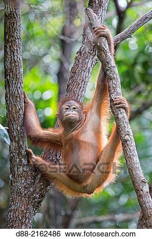 Stock Photograph - Asia, Malaysia, Borneo, Sabah, Sandakan, Sepilok Orang Utan Rehabilitation Center, Northeast Bornean orangutan (Pongo pygmaeus morio), young.. Fotosearch