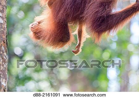 Asia, Malaysia, Borneo, Sarawak, Kuching, Semenggoh Wildlife Rehabilitation Center, Bornean orangutan (Pongo pygmaeus pygmaeus), adult female with baby. View Large Photo Image Stock Image - Asia, Malaysia, Borneo, Sarawak, Kuching, Semenggoh Wildlife Rehabilitation Center, Bornean orangutan (Pongo pygmaeus pygmaeus), adult female with baby.. Fotosearch