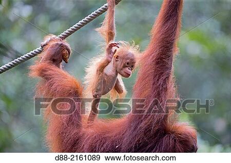 Stock Photo - Asia, Malaysia, Borneo, Sarawak, Kuching, Semenggoh Wildlife Rehabilitation Center, Bornean orangutan (Pongo pygmaeus pygmaeus), adult female with baby.. Fotosearch