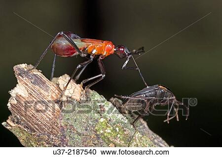 Assassin bug taking on its prey. Image taken at Kampung Skudup, Sarawak, Malaysia. View Large Photo Image Stock Image - Assassin bug taking on its prey. Image taken at Kampung Skudup, Sarawak, Malaysia.. Fotosearch