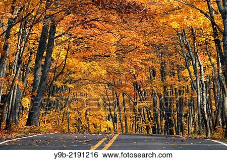 Autumn colored sugar maples arch over roadway, Keeweenah Peninsula, Upper Peninsula, Michigan, USA. View Large Photo Image Stock Photograph - Autumn colored sugar maples arch over roadway, Keeweenah Peninsula, Upper Peninsula, Michigan, USA.. Fotosearch