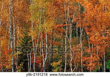 Autumn colors of birch and maple in northern hardwood forest, Porcupine Mountain Wilderness State Park, Upper Peninsula, Michigan, USA. View Large Photo Image Stock Photo - Autumn colors of birch and maple in northern hardwood forest, Porcupine Mountain Wilderness State Park, Upper Peninsula, Michigan, USA.. Fotosearch