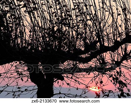 Backlit tree at sunset. Ebro River Delta Natural Park, Tarragona province, Catalonia, Spain. View Large Photo Image Stock Image - Backlit tree at sunset. Ebro River Delta Natural Park, Tarragona province, Catalonia, Spain.. Fotosearch