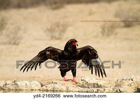 Bateleur (Terathopius ecaudatus) - Young, Kgalagadi Transfrontier Park, Kalahari desert, South Africa. View Large Photo Image Stock Photograph - Bateleur (Terathopius ecaudatus) - Young, Kgalagadi Transfrontier Park, Kalahari desert, South Africa.. Fotosearch