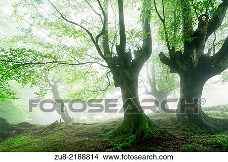 Picture - Beech forest trasmocha the Gorbea Natural Park, acquire a characteristic shape of candlestick product of cutting the trunk at a height of 2 to 3 meters, the systematic cutting of its branches for use in the manufacture of charcoal.. Fotosearch