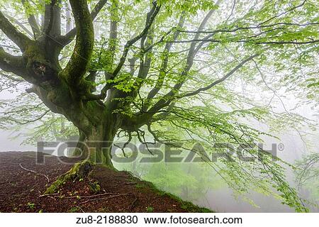 Stock Image - Beech forest trasmocha the Gorbea Natural Park, acquire a characteristic shape of candlestick product of cutting the trunk at a height of 2 to 3 meters, the systematic cutting of its branches for use in the manufacture of charcoal.. Fotosearch