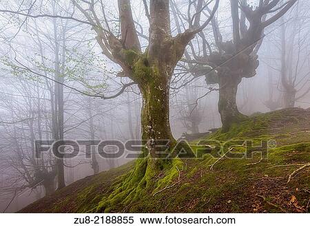 Beech forest trasmocha the Gorbea Natural Park, acquire a characteristic shape of candlestick product of cutting the trunk at a height of 2 to 3 meters, the systematic cutting of its branches for use in the manufacture of charcoal. View Large Photo Image Stock Photography - Beech forest trasmocha the Gorbea Natural Park, acquire a characteristic shape of candlestick product of cutting the trunk at a height of 2 to 3 meters, the systematic cutting of its branches for use in the manufacture of charcoal.. Fotosearch