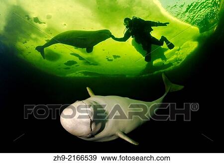 Stock Photo - Beluga, White whale (Delphinapterus leucas), White Sea, Karelia, north Russia, Arctic.. Fotosearch