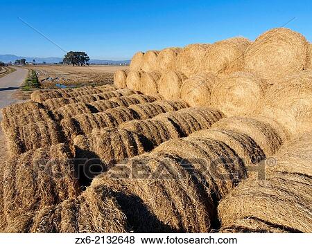 Big pile of hay bales after rice harvest. Ebro River Delta Natural Park, Tarragona province, Catalonia, Spain. View Large Photo Image Stock Photo - Big pile of hay bales after rice harvest. Ebro River Delta Natural Park, Tarragona province, Catalonia, Spain.. Fotosearch
