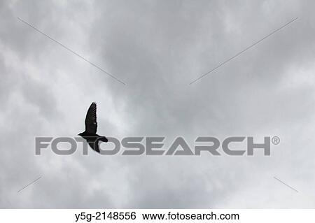 Stock Photograph - Bird flying in dark sky in rome italy. Fotosearch