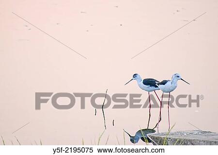 Birds feedin at the shore of †ŽMan Sagar Lake. View Large Photo Image Stock Photography - Birds feedin at the shore of †ŽMan Sagar Lake.. Fotosearch