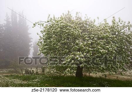 Stock Image - Blooming pear tree on a foggy day on Pelion Peninsula, Thessaly, Greece.. Fotosearch