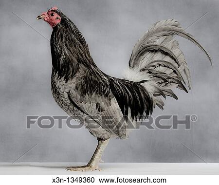 Stock Image - Blue Hen. Fotosearch