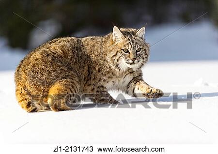 Bobcat (Lynx rufus) Captive young individual in late winter mountain habitat, Bozeman, Montana, USA. View Large Photo Image Stock Image - Bobcat (Lynx rufus) Captive young individual in late winter mountain habitat, Bozeman, Montana, USA.. Fotosearch